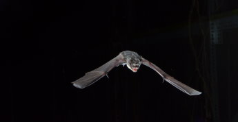 圖 2. 霜毛蝠(攝影 / 張育誠) 圖 2. 霜毛蝠(攝影 / 張育誠)