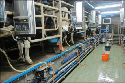 乳牛場自動化擠乳設備 