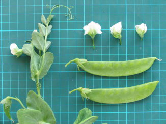 台中 16 號之園藝性狀 台中 16 號之園藝性狀