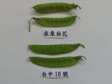 台中 16 號與在來白花在豆莢白粉病發病之比較 台中 16 號與在來白花在豆莢白粉病發病之比較