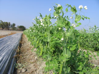 台中 16 號田間生育情形 
