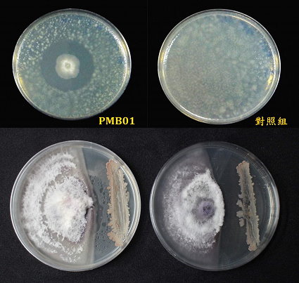 PMB01 在培養基上對青枯病菌 （ 上 ） 及萎凋病菌 （ 下 ） 具有優異的抑制效果