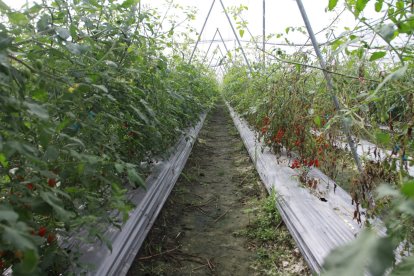 PMB01 處理 ( 左 ) 在田間對防治小果番茄 ( 美女 ) 青枯病效果優異 PMB01 處理 ( 左 ) 在田間對防治小果番茄 ( 美女 ) 青枯病效果優異