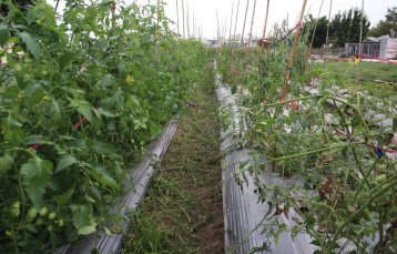 PMB01 處理 ( 左 ) 在田間對防治小果番茄 ( 玉女 ) 青枯病效果優異 PMB01 處理 ( 左 ) 在田間對防治小果番茄 ( 玉女 ) 青枯病效果優異