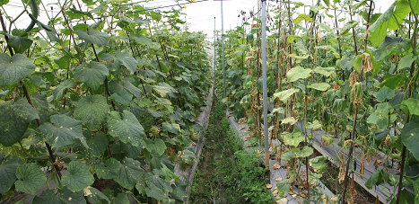 PMB01 處理 ( 左 ) 在田間對防治胡瓜萎凋病效果優異 PMB01 處理 ( 左 ) 在田間對防治胡瓜萎凋病效果優異