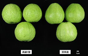 高雄 2 號為圓果型綠皮白肉品種 