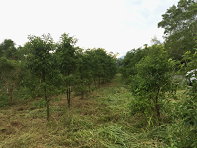 耐熱牛樟（左）及耐熱泡桐（右）生長情形（圖片提供 / 林業試驗所） 