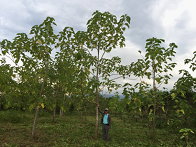 耐熱牛樟（左）及耐熱泡桐（右）生長情形（圖片提供 / 林業試驗所） 