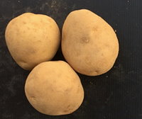 耐濕與耐病性馬鈴薯新品系 628 （左）及 462 （右）（圖片提供 / 種苗改良繁殖場） 