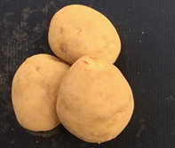 耐濕與耐病性馬鈴薯新品系 628 （左）及 462 （右）（圖片提供 / 種苗改良繁殖場） 