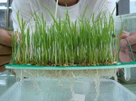 水稻幼苗（左）及成株耐旱性篩選（圖片提供 / 臺南區農業改良場） 