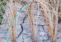 水稻幼苗（左）及成株耐旱性篩選（圖片提供 / 臺南區農業改良場） 