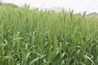 小麥耐熱性種原評估（圖片提供 / 農業試驗所及臺中區農業改良場） 