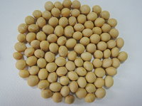 高產食用大豆新品種臺南 10 號（圖片提供 / 臺南區農業改良場） 