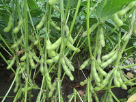 高產食用大豆新品種臺南 10 號（圖片提供 / 臺南區農業改良場） 