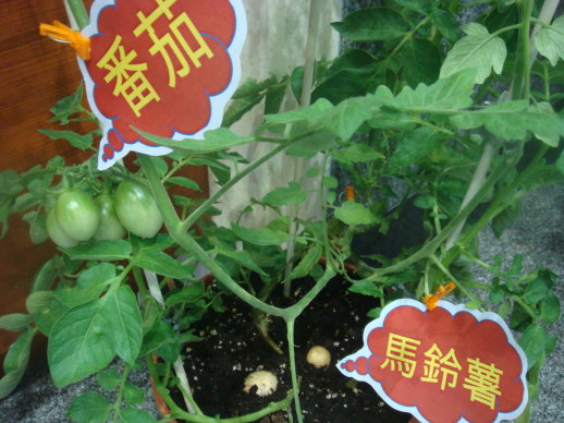 臺南區農業改良場展示馬鈴茄植株─嫁接後 30 天 