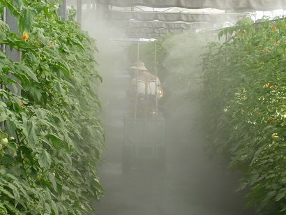 圖5　電動三輪自走式噴霧機雙側噴霧，霧粒覆蓋全株