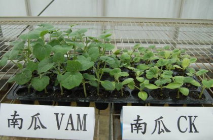 南瓜育苗 4 週接種菌根菌（圖左： VAM ）與不接種者（圖右： CK ）生長差異顯著 