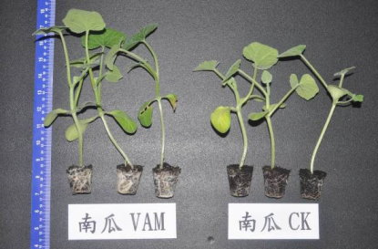 南瓜幼苗接種菌根菌根系旺盛（圖左： VAM ）與不接種者（圖右： CK ）有明顯差異 