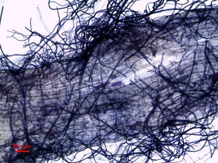 菌根表面延伸菌絲密布，可擴大接種作物根系吸收面積，並在根部病害預防上，具有某整程度的機械阻隔保護作用 