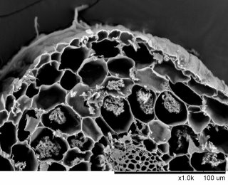 叢枝體為 AMF 的菌絲深入根部皮層細胞內，發育出與宿主植物養分及水分交換之特化組織 