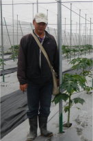 接種叢枝菌根菌之木瓜組培苗定植田間 65 天後苗高生長比較（圖左：對照組；圖右：接種 AMF 處理） 