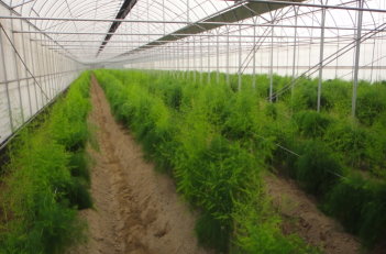 圖四　蘆筍設施栽培，延長生產採收期，進行週年生產