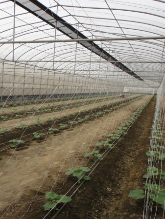 圖五　花胡瓜設施栽培搭配節水灌溉系統，省工、節水、好管理