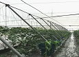 加強型蔬果水平棚架網室