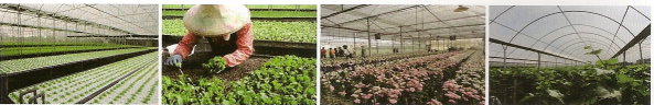  圖三　輔導蔬果花卉及種苗設施栽培