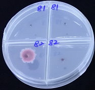 圖6　於選擇性培養基中出現紫紅色菌落為判定是否帶有萎凋病菌的依據之一
