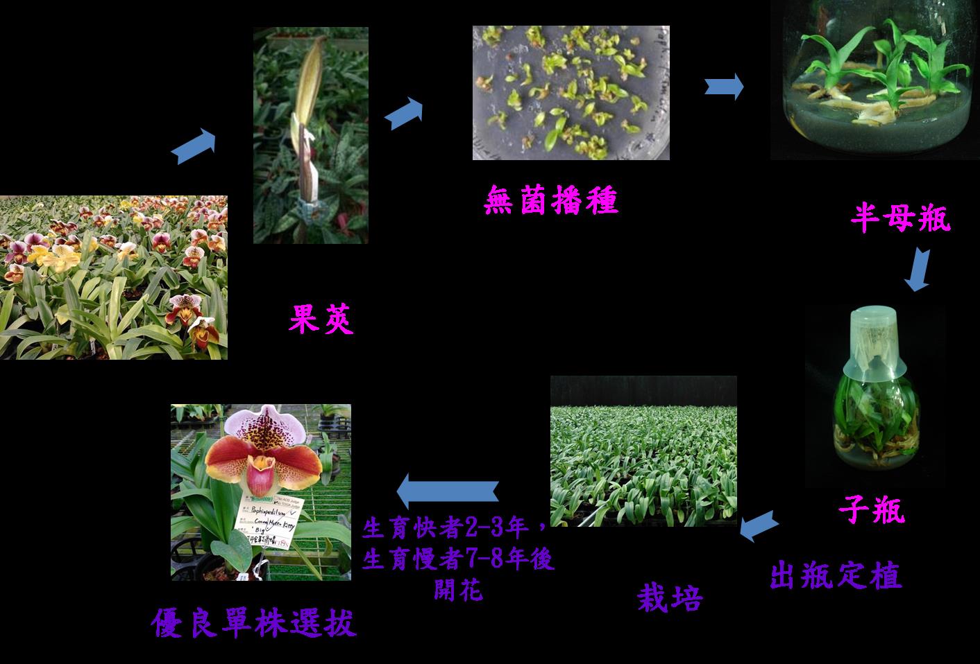 圖1　仙履蘭實生種苗繁殖流程