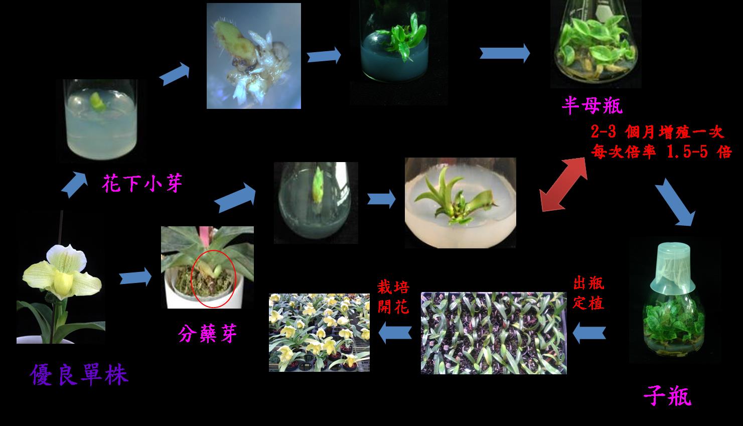 圖2　仙履蘭分生種苗繁殖流程