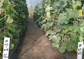 圖1　洋香瓜高雄2號田間抗白粉病情形
