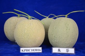 圖4　洋香瓜高雄2號（左）與對照品種網紋差異比較