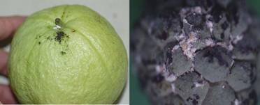 圖1. 粉介殼蟲在番石榴與釋迦上之危害狀。