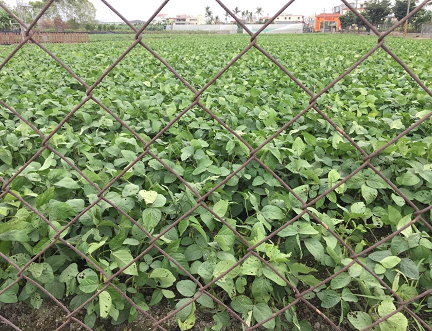 圖1. 高雄區農業改良場旗南分場之生態農地，占地約1公頃，土壤有機質高於4 （一般農地只有1點多），目前已經維持28年無使用農藥、肥料的自然栽培場域。秋季裡作開始種植毛豆（高雄9號，耐病品系），在無農藥與無肥料環境下栽培的毛豆，以中耕處理雜草（使用小型乘坐式中耕機），整片園區植物繁茂綿密，雖然葉片上或有蟲咬的孔洞，但是每株毛豆豆莢肥碩健康。（拍攝日期：105年12月27日）