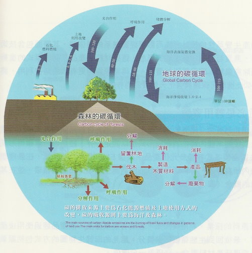  圖2. 林業除生產具備固碳功能的林產品外，尚提供地球的碳循環功能