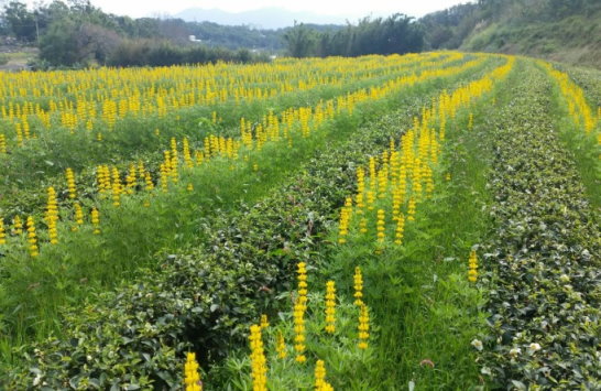 苗栗八甲茶區運用茶園綠肥作物羽扇豆（Lupinus，又稱魯冰花）改善土壤性質，朝友善耕作及客家茶文化深化優化邁進。