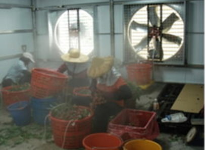 太平興隆社區荔枝示範園區內的田間冷鏈初級處理場（左）、農民將剛採收的荔枝鮮果進行摘果去枝葉整理（中）、農試所王怡玎博士協助荔枝果粒冷鏈處理技術說明（右）。