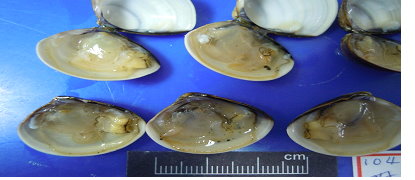 剖檢可見蛤肉萎縮及顏色偏黃。