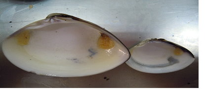 蛤殼內面珍珠層可見到凹凸不平的缺損及黑色素沉著。