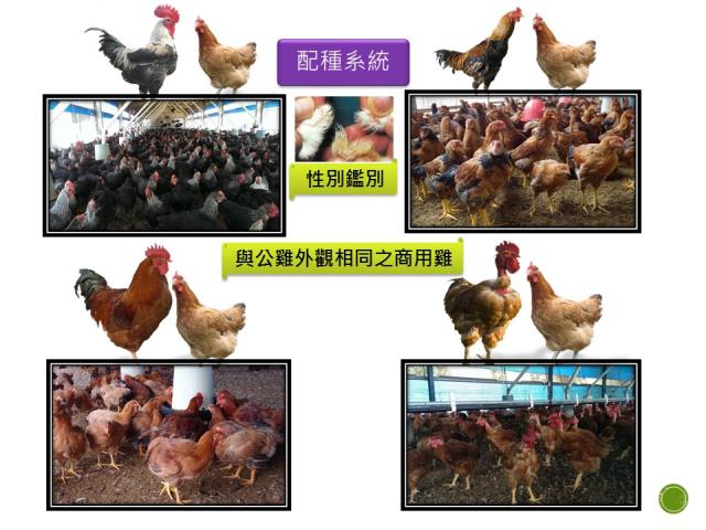興大土雞101品系配種生產隻不同特色的土雞，這也是產學計畫的一環。
