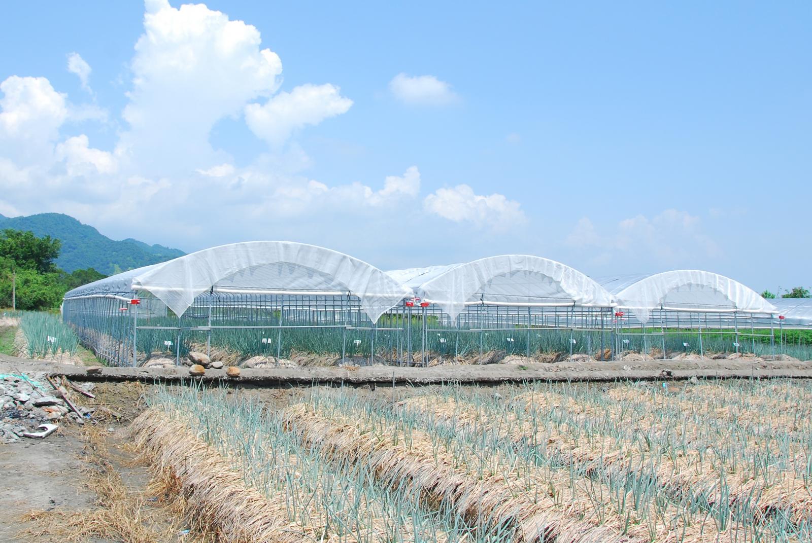 於三星鄉搭設簡易防颱網室栽培夏季青蔥。