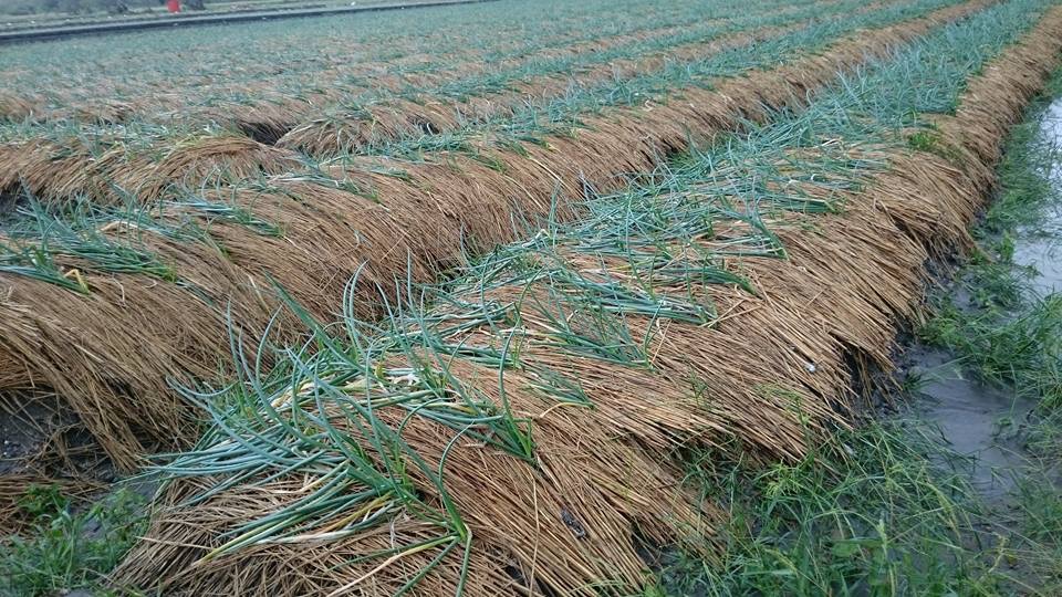 104年蘇迪勒颱風災後露天栽培青蔥折損嚴重。