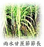 雨水甘蔗節節長