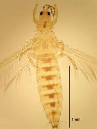 圖2  由國立屏東科技大學植物保護系念台教授所檢測鑑定之檢疫害蟲─西方花薊馬:圖左為雌蟲，圖中為雄蟲