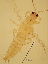 圖2  由國立屏東科技大學植物保護系念台教授所檢測鑑定之檢疫害蟲─西方花薊馬:圖左為雌蟲，圖中為雄蟲