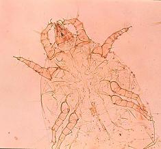 圖3(右圖) 由國立屏東科技大學植物保護系華真講師所檢測鑑定之檢疫害?w刺足根?C