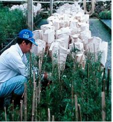 B採自天然母樹(如圖2A)取得枝條，嫁接於2年生種子苗砧木上